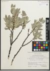 Foto von Salix glaucosericea Flod.